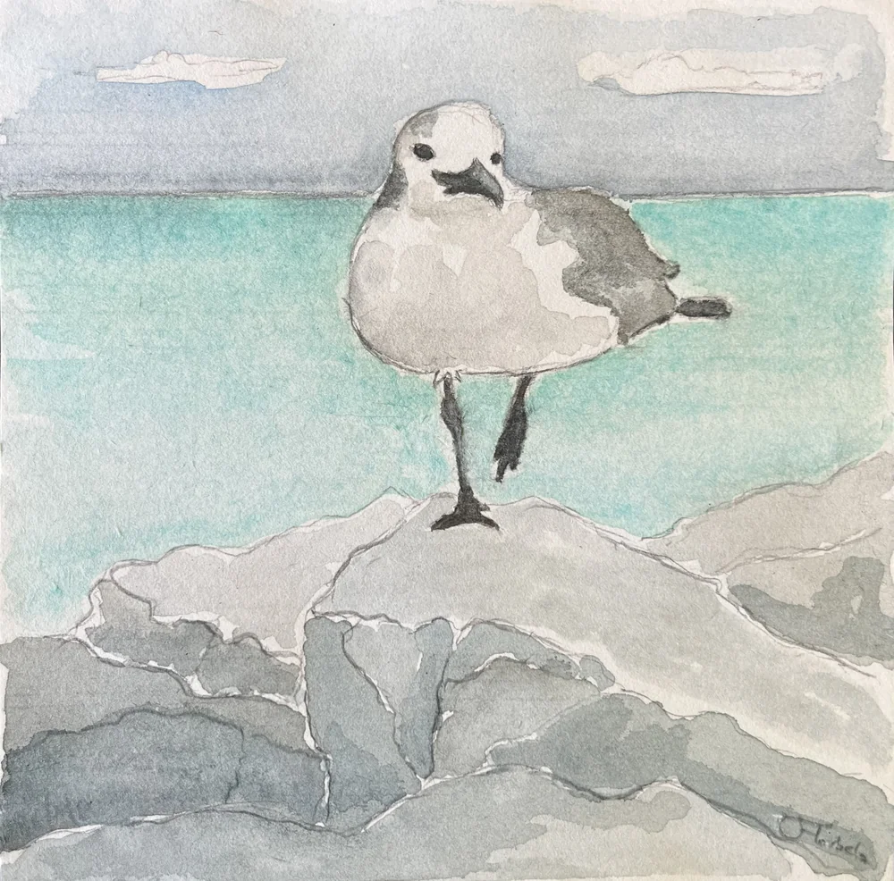 Seagull on rocks by Florbela Nienaber